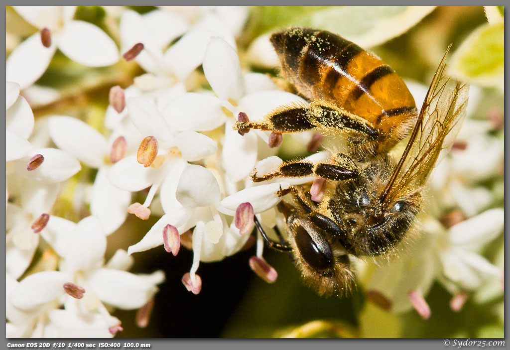 IMAGE: http://sydor25.com/Pictures/Bees-5.3.08_0081.jpg