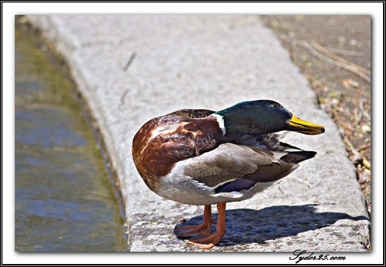 IMAGE: http://sydor25.com/Pictures/Boston_4_21_05-670.jpg