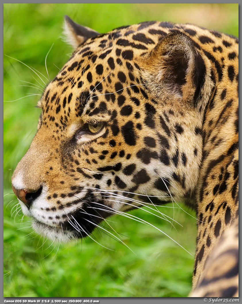 IMAGE: http://sydor25.com/Pictures/CPZ_Jaguars_03.28.13-157_8x10.jpg