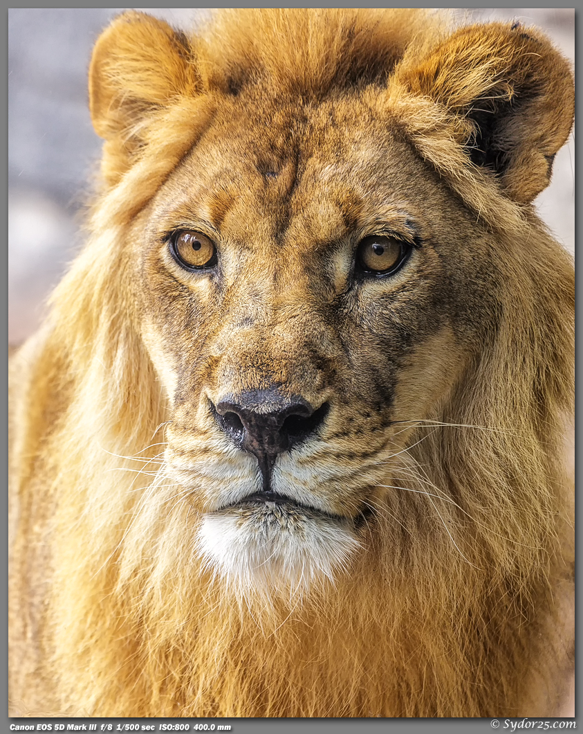 IMAGE: http://sydor25.com/Pictures/CPZ_Lions_03.28.13-0432_8x10.jpg