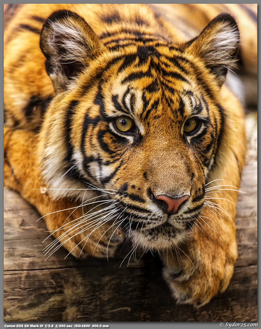 IMAGE: http://sydor25.com/Pictures/CPZ_Tigers_03.28.13-040_8x10.jpg