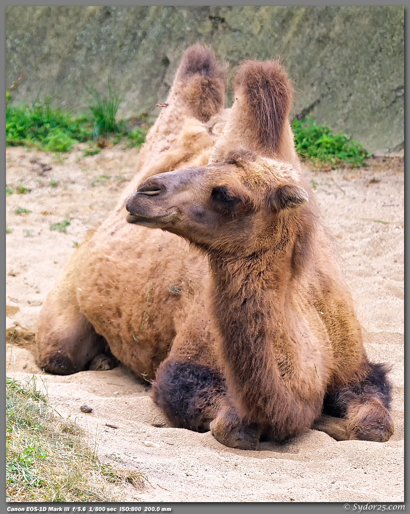 IMAGE: http://sydor25.com/Pictures/Chicago_7.19.11-0878_8x10.jpg