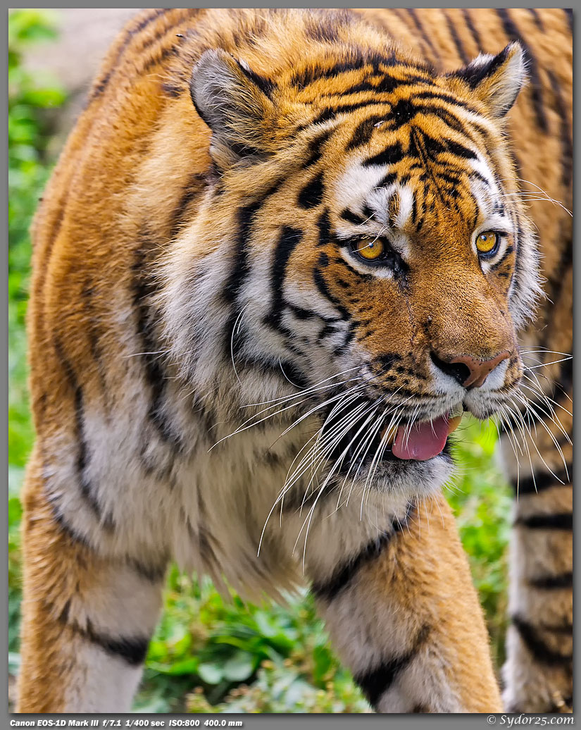 IMAGE: http://sydor25.com/Pictures/Chicago_7.19.11-0905_8x10.jpg