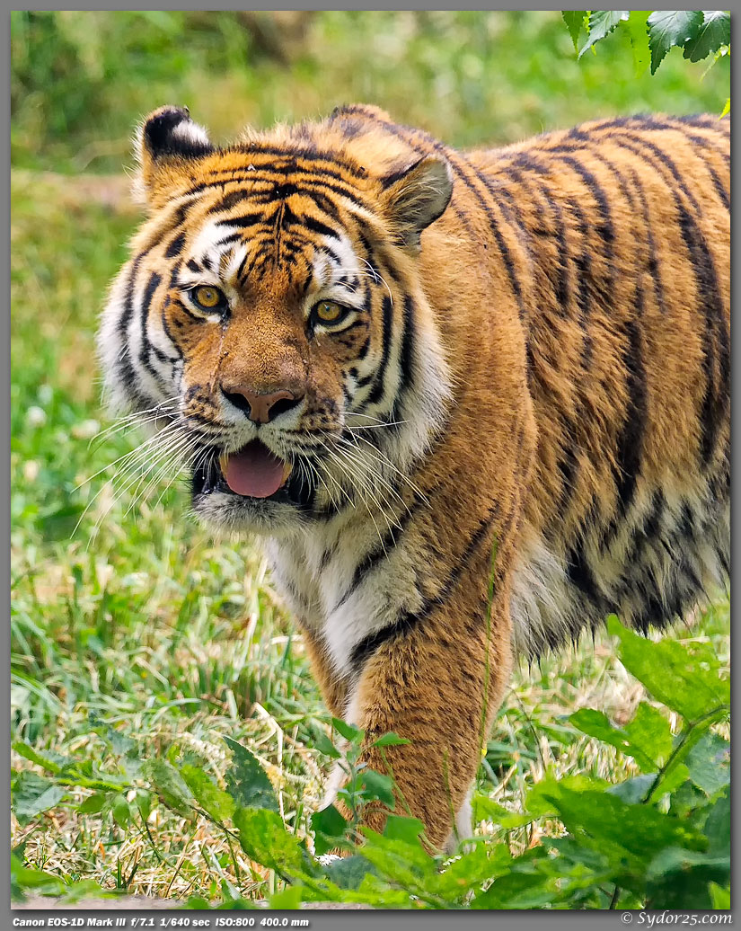 IMAGE: http://sydor25.com/Pictures/Chicago_7.19.11-0938_8x10.jpg