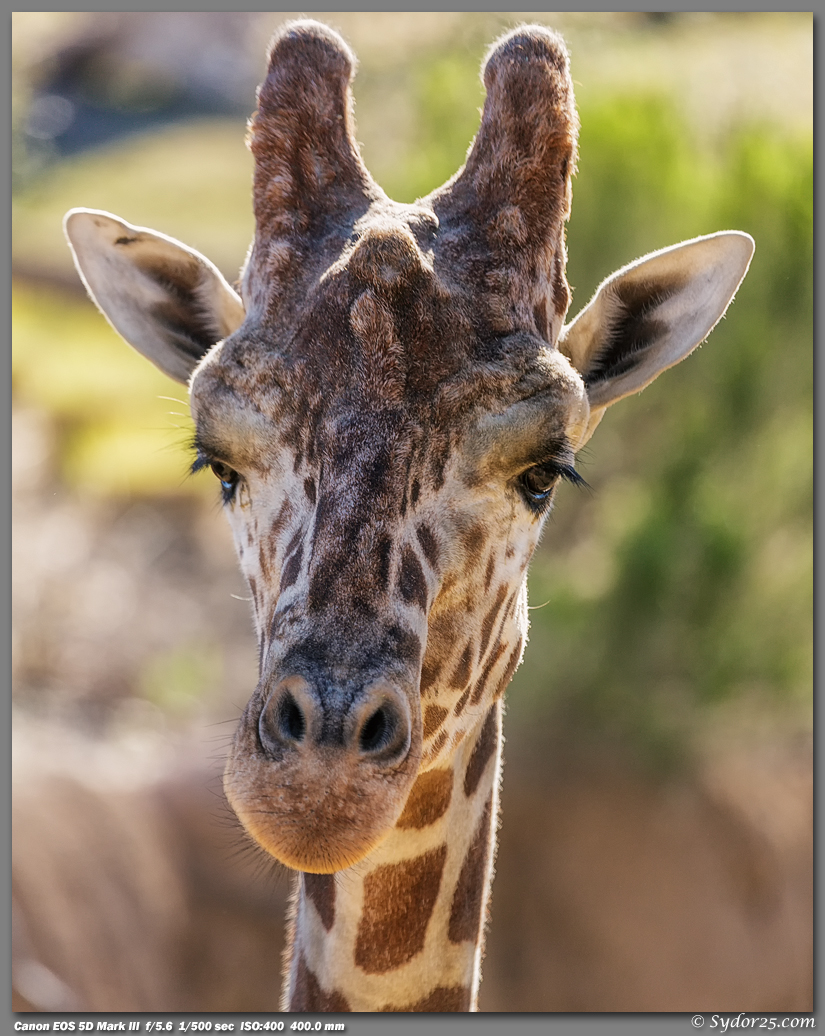 IMAGE: http://sydor25.com/Pictures/DZ_Giraffes_2.16.13-157_8x10.jpg