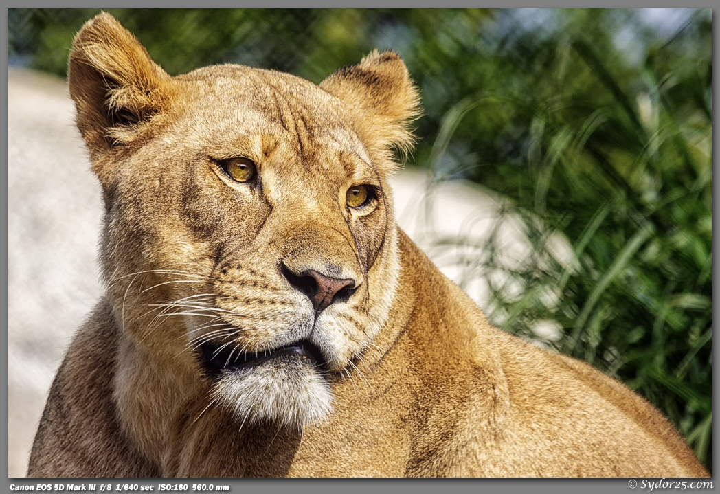 IMAGE: http://sydor25.com/Pictures/DZ_Lions_04.27.13-235.jpg