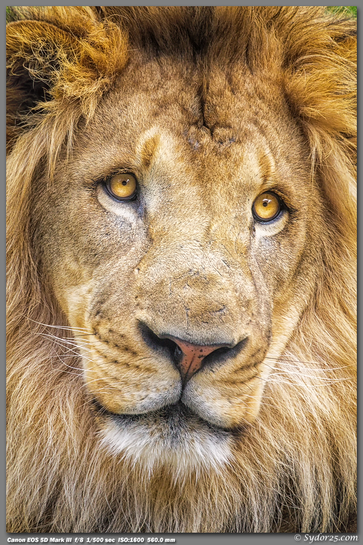 IMAGE: http://sydor25.com/Pictures/DZ_Lions_04.27.13-309.jpg