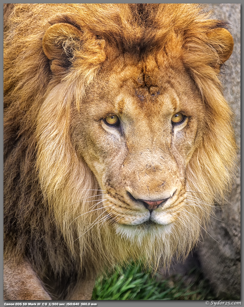 IMAGE: http://sydor25.com/Pictures/DZ_Lions_04.27.13-329_8x10.jpg