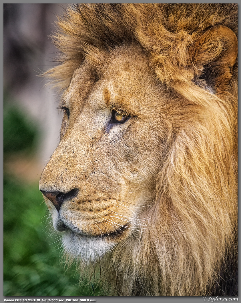 IMAGE: http://sydor25.com/Pictures/DZ_Lions_04.27.13-372_8x10.jpg