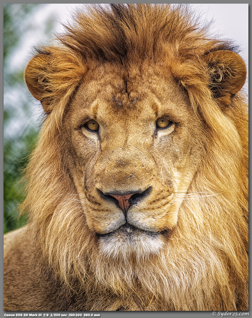 IMAGE: http://sydor25.com/Pictures/DZ_Lions_04.27.13-456_8x10.jpg