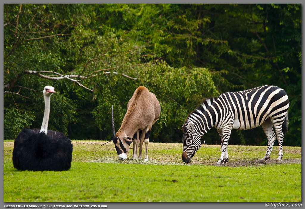 IMAGE: http://sydor25.com/Pictures/EPV0018.jpg