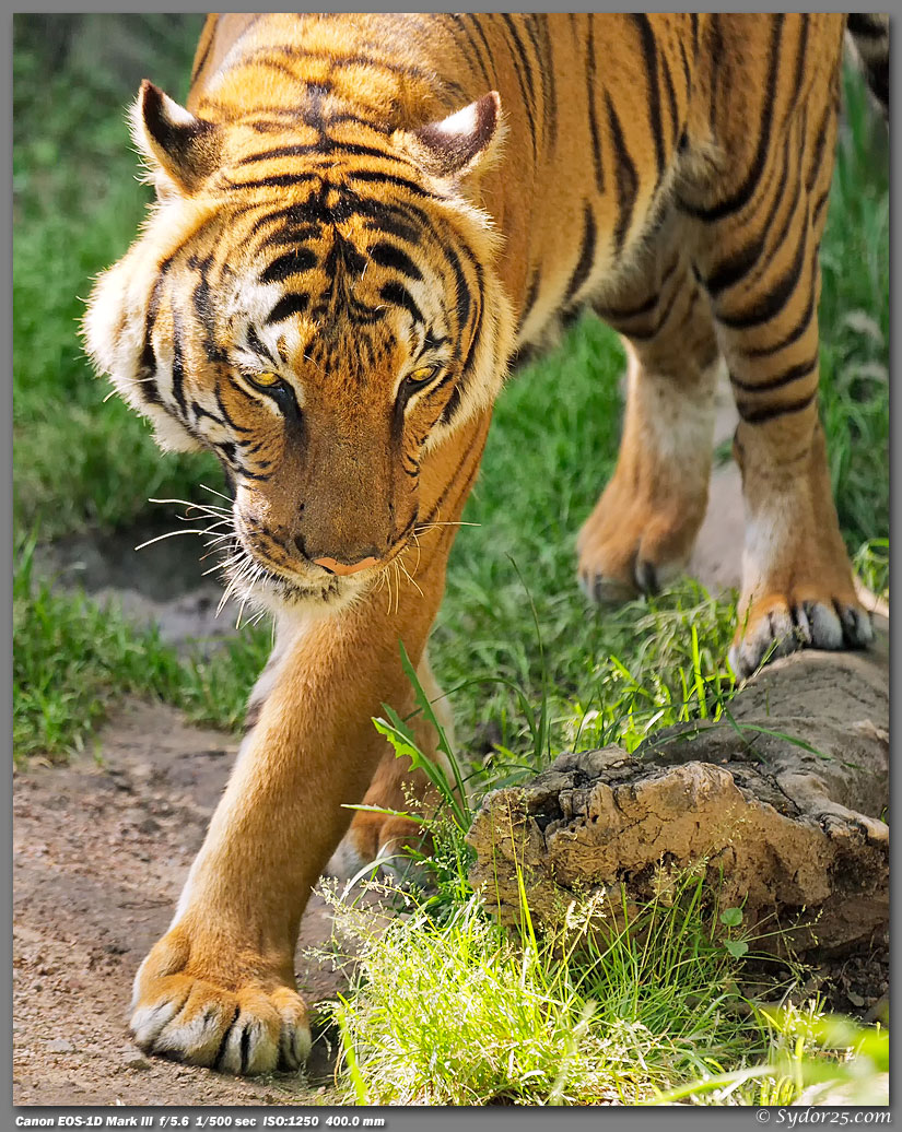 IMAGE: http://sydor25.com/Pictures/FWZ_04.07.12-343_8x10.jpg