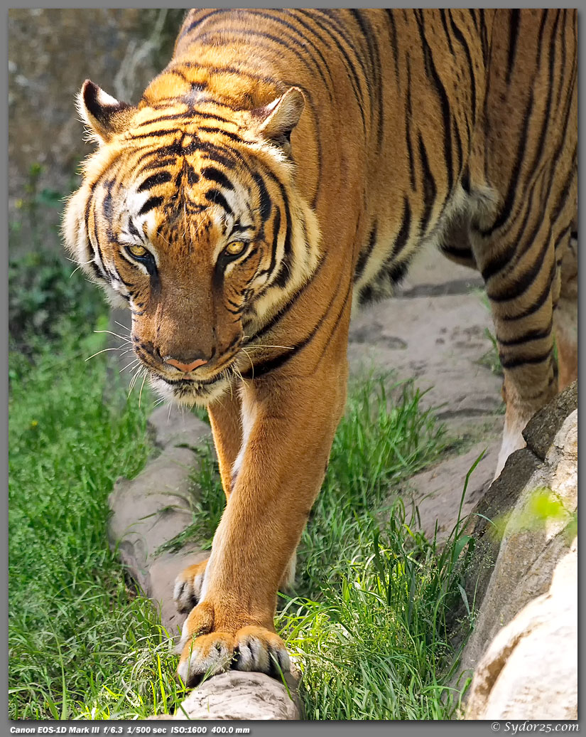 IMAGE: http://sydor25.com/Pictures/FWZ_04.07.12-366_8x10.jpg