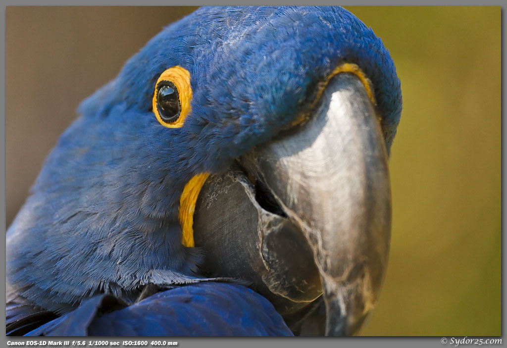 IMAGE: http://sydor25.com/Pictures/FWZ_10.7.10-0375.jpg