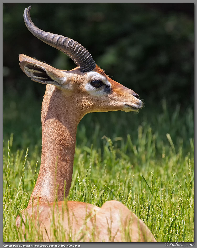 IMAGE: http://sydor25.com/Pictures/FWZ_Animals_05.13.12-093_8x10.jpg