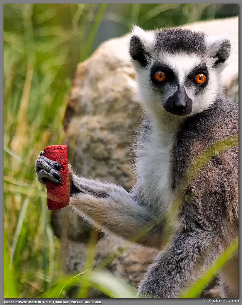 IMAGE: http://sydor25.com/Pictures/FWZ_Animals_05.13.12-108_8x10.jpg