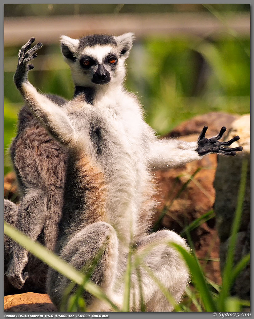 IMAGE: http://sydor25.com/Pictures/FWZ_Animals_05.13.12-177_8x10.jpg