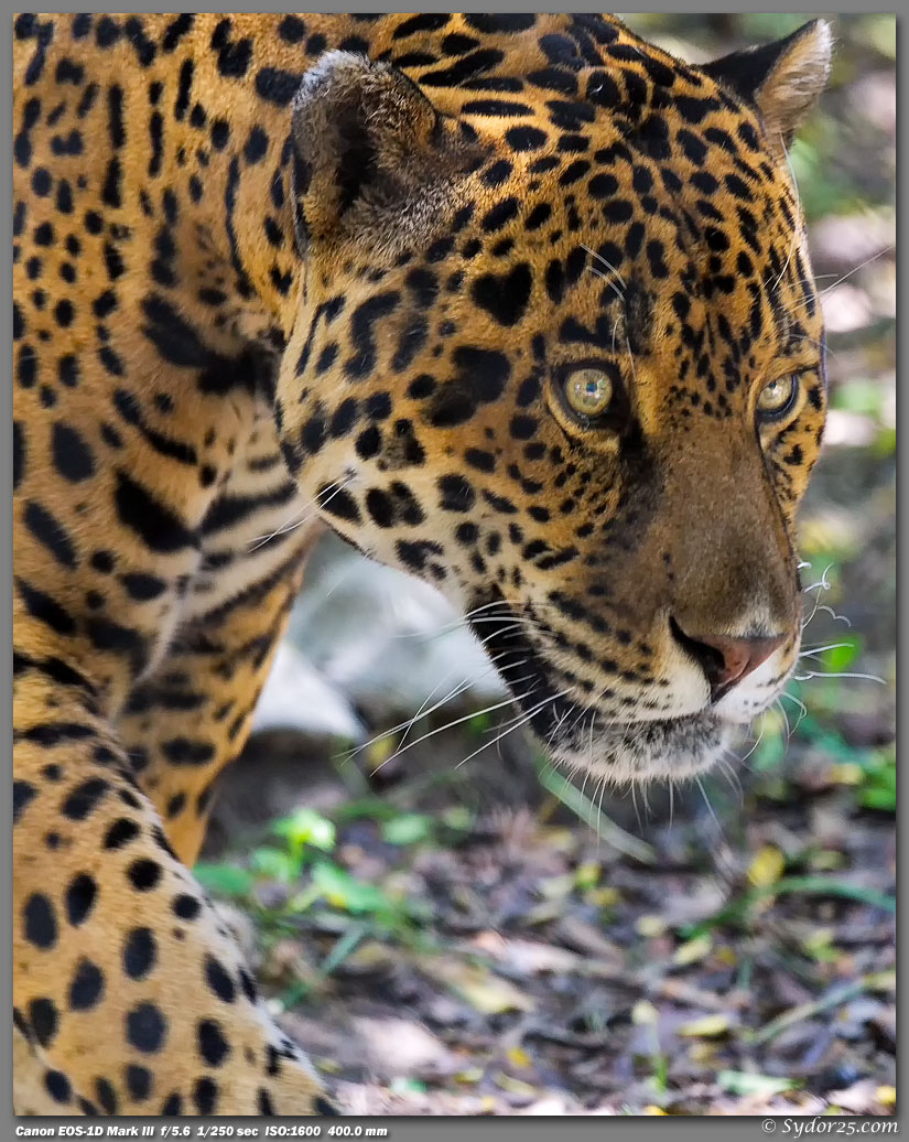 IMAGE: http://sydor25.com/Pictures/FWZ_Cats_05.13.12-168_8x10.jpg