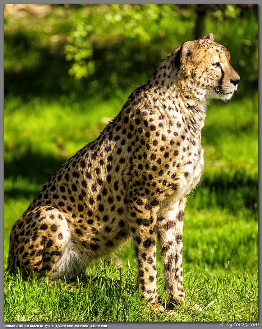 IMAGE: http://sydor25.com/Pictures/FWZ_Cheetahs_03.26.13-182_8x10.jpg