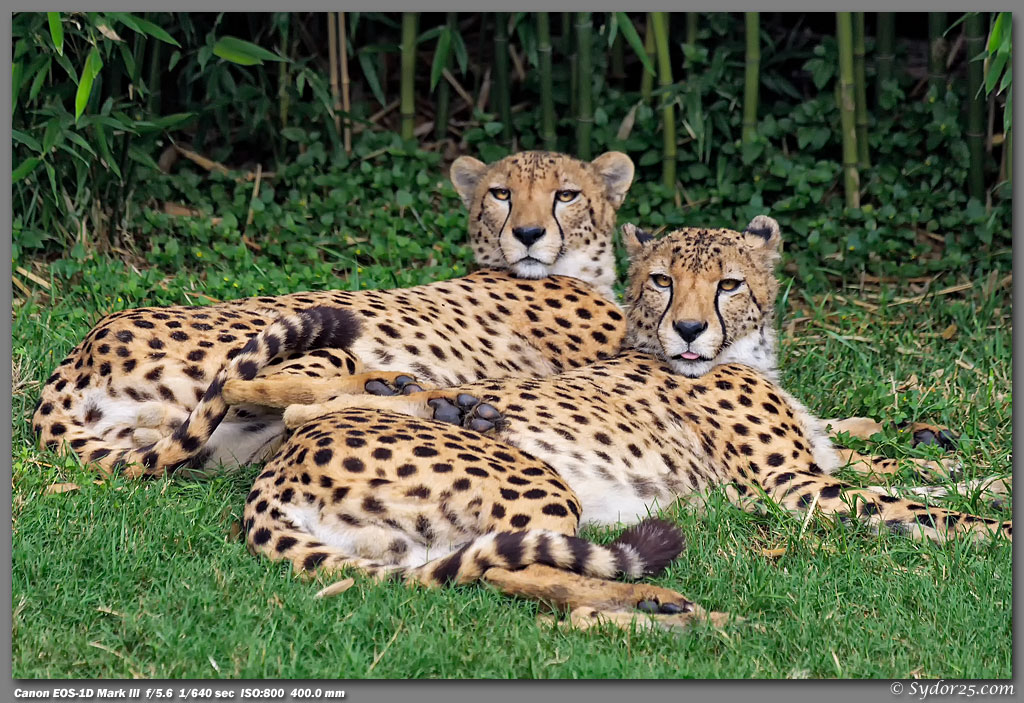 IMAGE: http://sydor25.com/Pictures/FWZ_Cheetahs_05.13.12-006.jpg