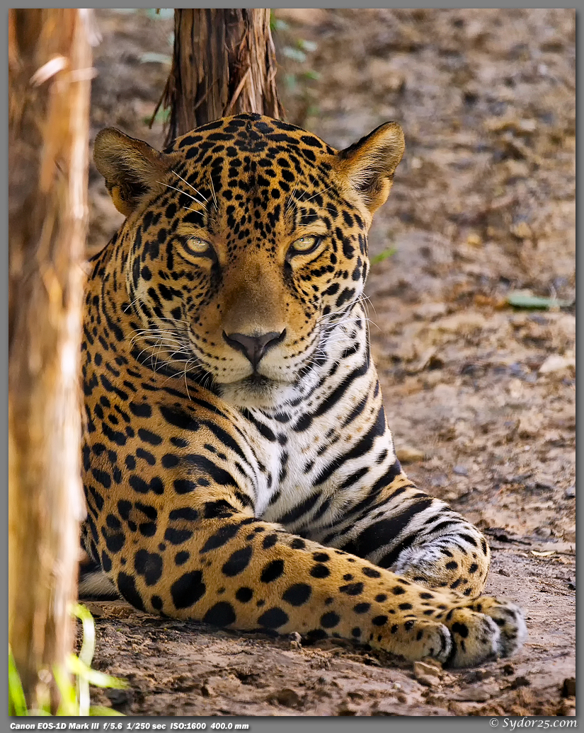 IMAGE: http://sydor25.com/Pictures/FWZ_Jaguars_08.28.12-009_8x10.jpg