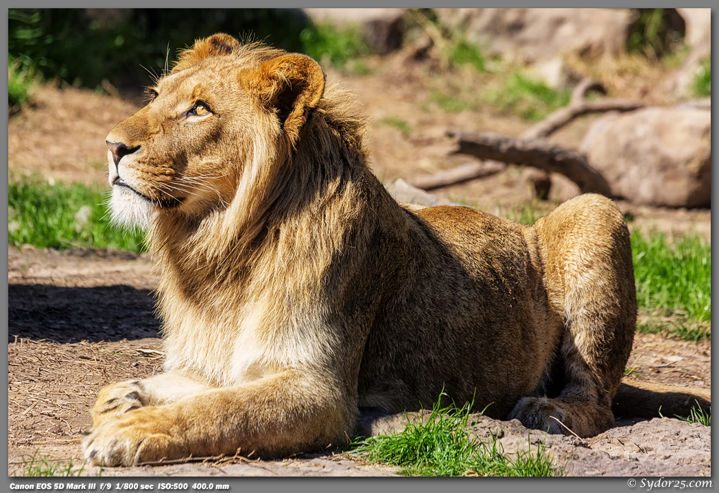 IMAGE: http://sydor25.com/Pictures/FWZ_Lions_03.26.13-0996.jpg