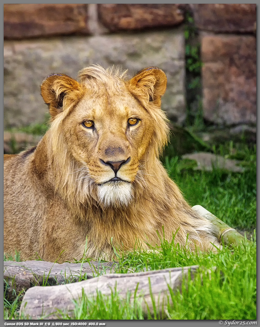 IMAGE: http://sydor25.com/Pictures/FWZ_Lions_04.21.13-0060_8x10.jpg