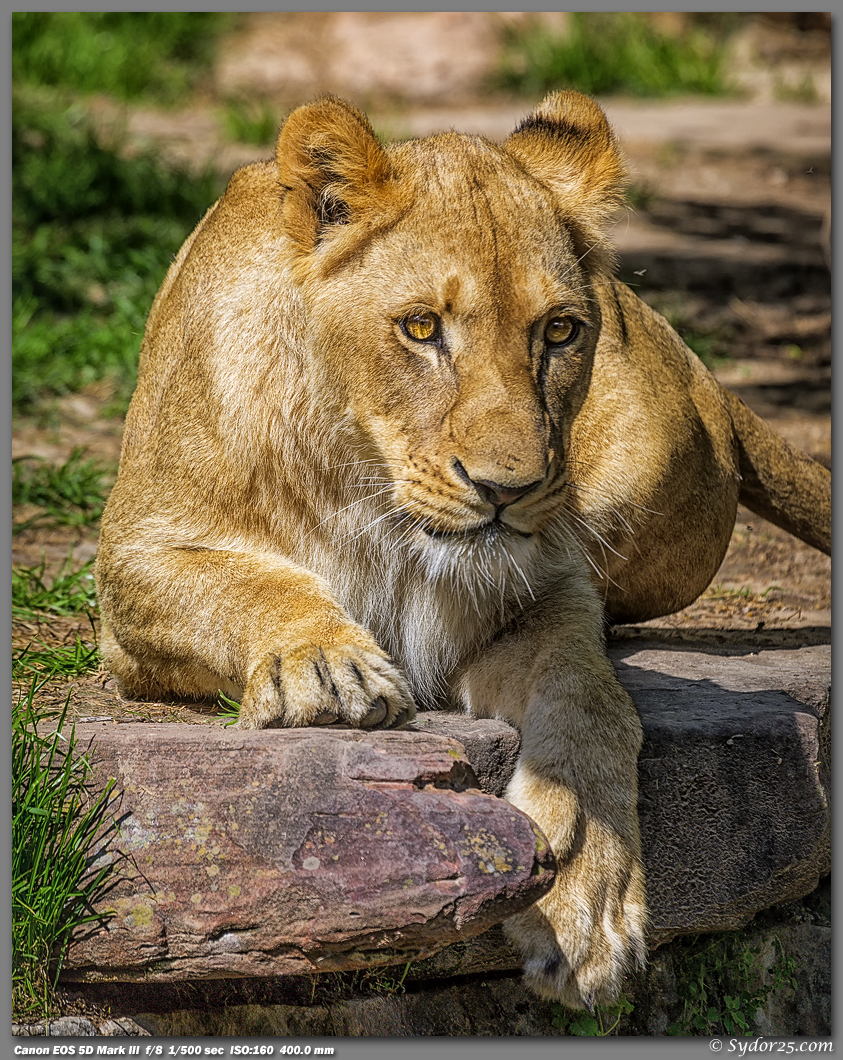 IMAGE: http://sydor25.com/Pictures/FWZ_Lions_04.21.13-0335_8x10.jpg