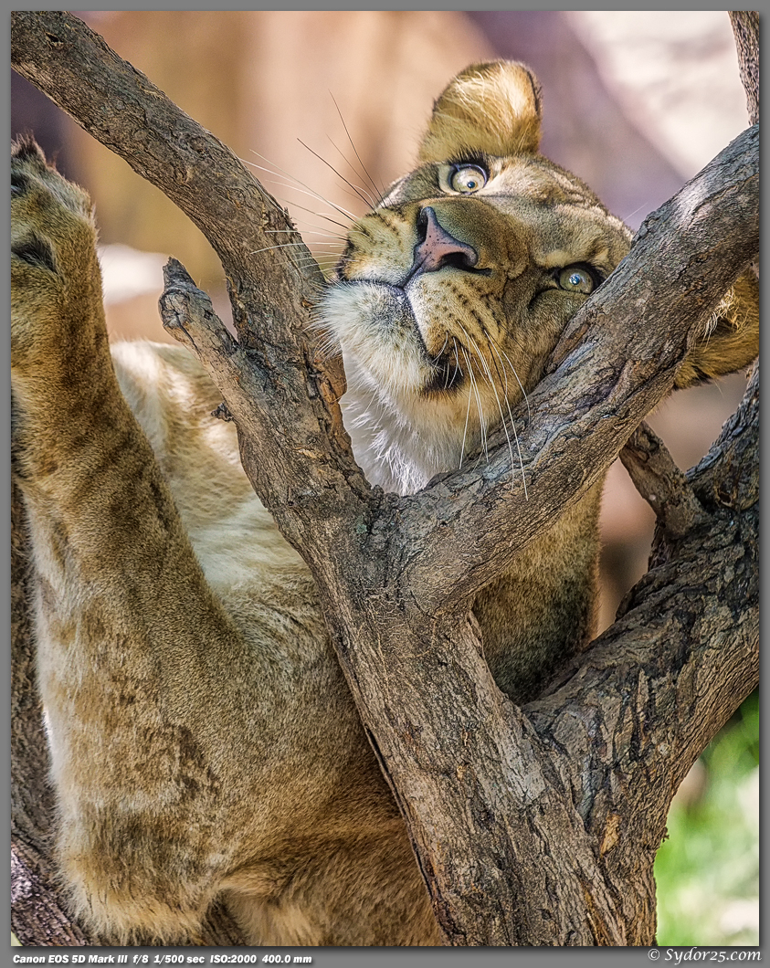 IMAGE: http://sydor25.com/Pictures/FWZ_Lions_04.21.13-0485_8x10.jpg