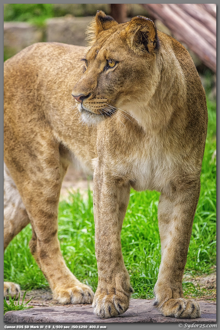 IMAGE: http://sydor25.com/Pictures/FWZ_Lions_04.21.13-0946.jpg