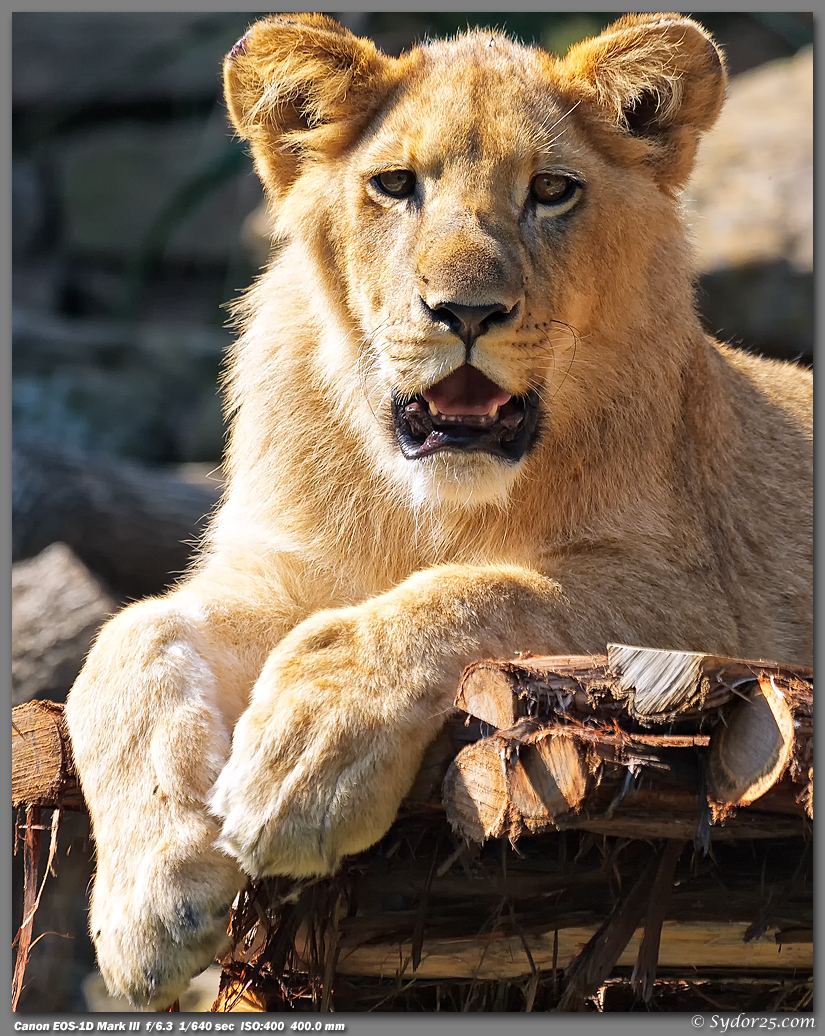 IMAGE: http://sydor25.com/Pictures/FWZ_Lions_05.13.12-030_8x10.jpg