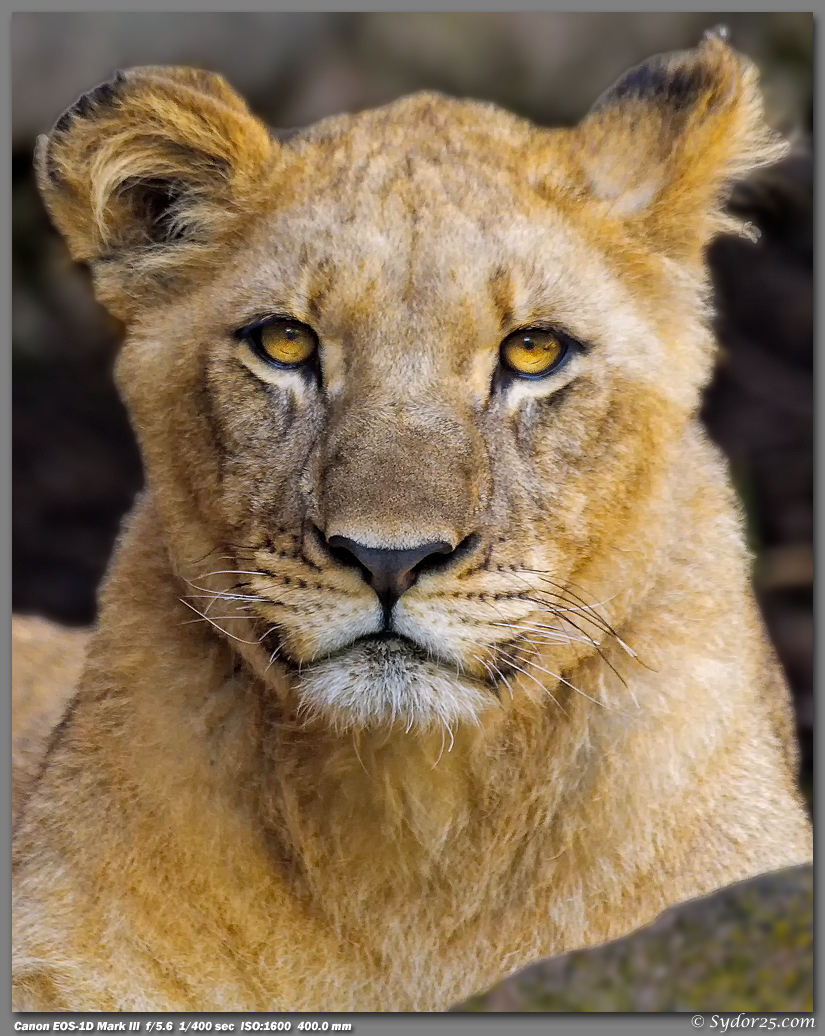 IMAGE: http://sydor25.com/Pictures/FWZ_Lions_05.13.12-324_8x10.jpg