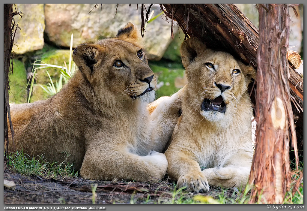 IMAGE: http://sydor25.com/Pictures/FWZ_Lions_05.13.12-519.jpg