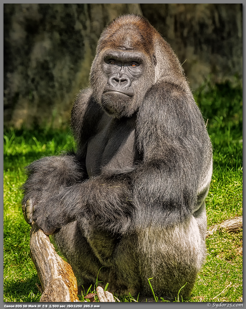 IMAGE: http://sydor25.com/Pictures/FWZ_Primates_04.21.13-057_8x10.jpg