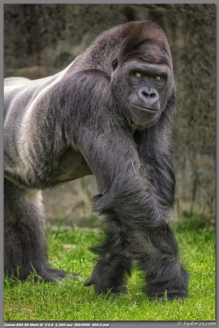 IMAGE: http://sydor25.com/Pictures/FWZ_Primates_04.21.13-245.jpg