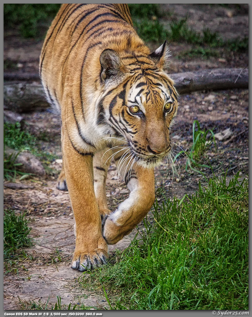 IMAGE: http://sydor25.com/Pictures/FWZ_Tigers_05.04.13-0049_8x10.jpg