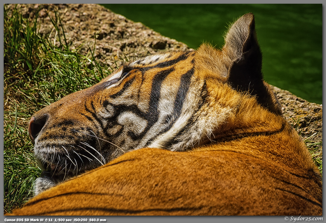 IMAGE: http://sydor25.com/Pictures/FWZ_Tigers_05.04.13-0978.jpg