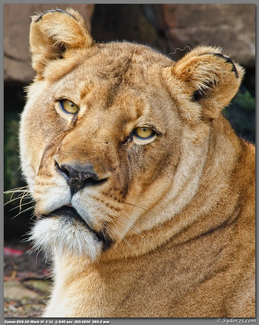 IMAGE: http://sydor25.com/Pictures/FW_Lions_4.2.10-212_8x10.jpg