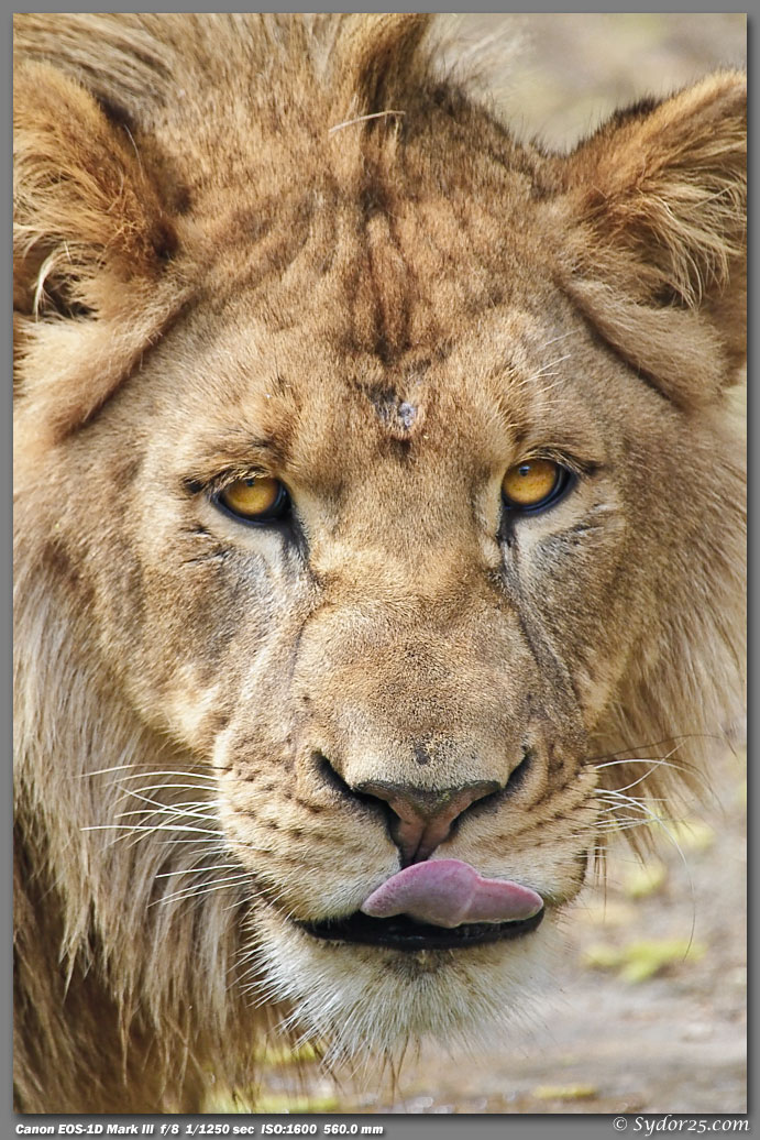 IMAGE: http://sydor25.com/Pictures/FW_Lions_4.2.10-251.jpg