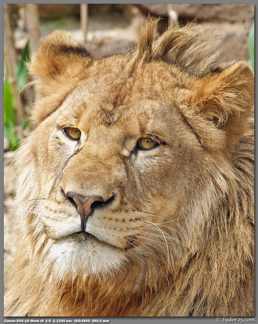 IMAGE: http://sydor25.com/Pictures/FW_Lions_4.2.10-314_8x10.jpg