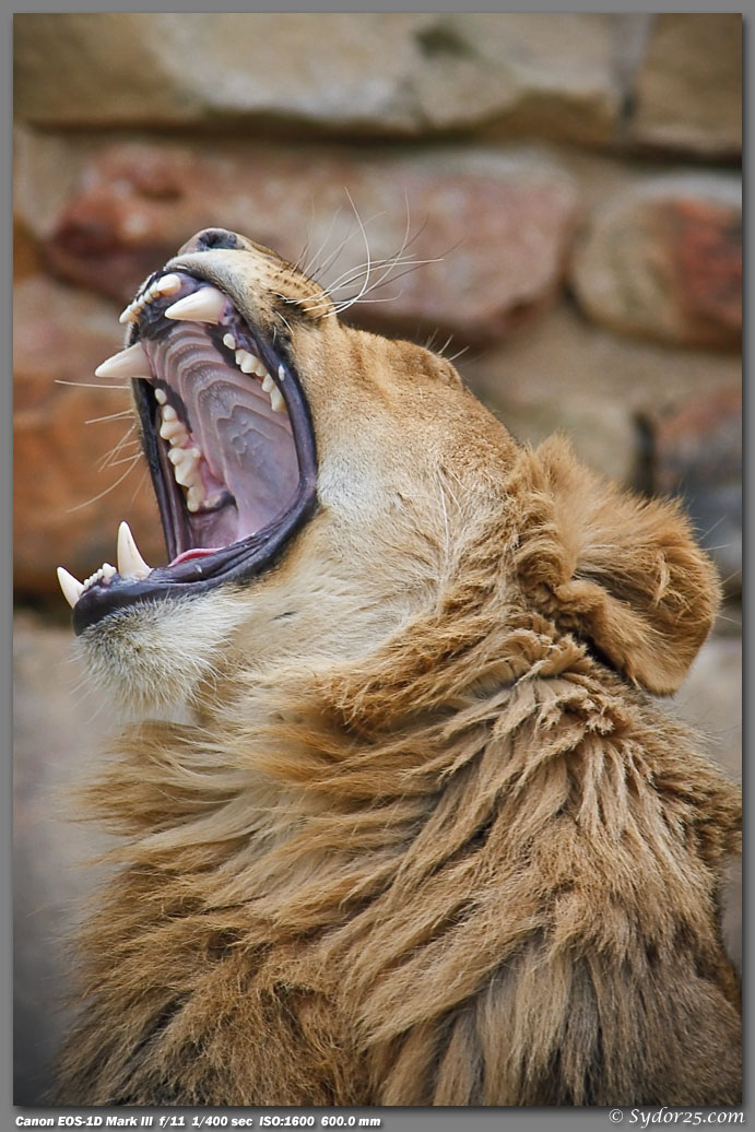 IMAGE: http://sydor25.com/Pictures/FW_Lions_4.2.10-654.jpg