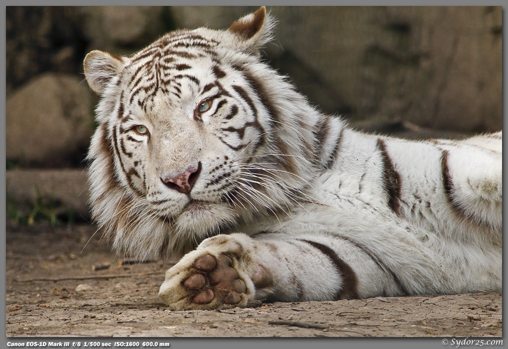 IMAGE: http://sydor25.com/Pictures/FW_Tigers_4.2.10-518.jpg