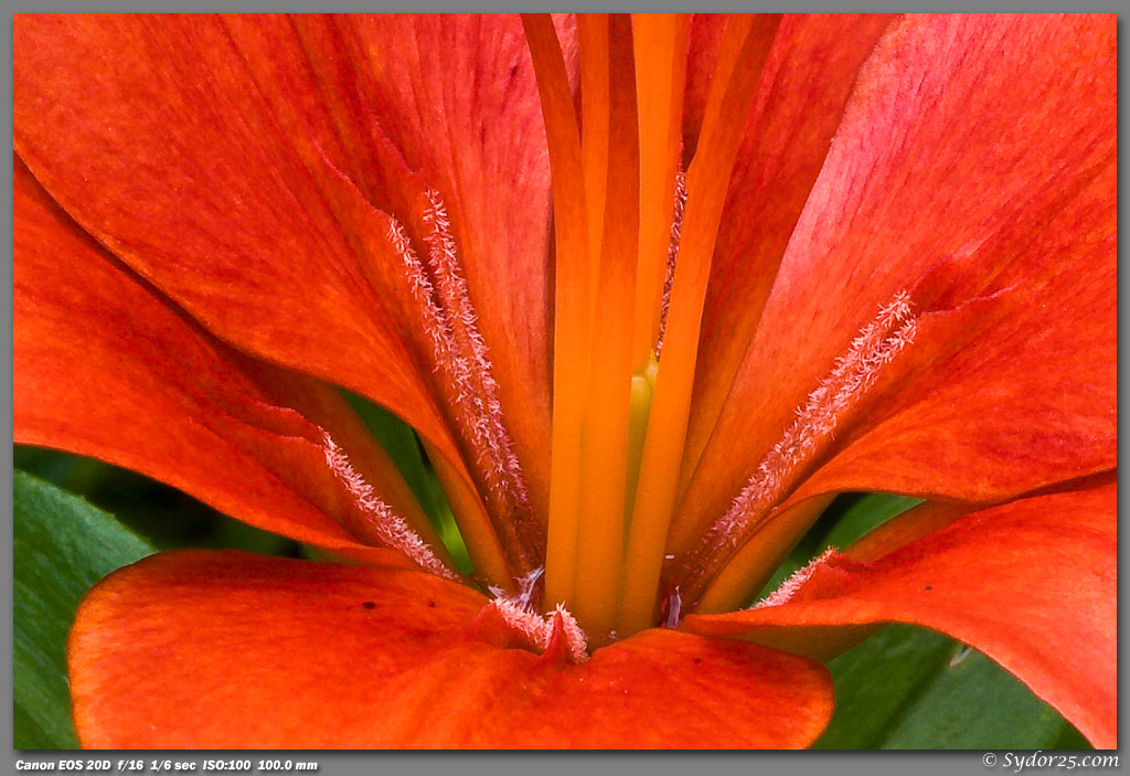 IMAGE: http://sydor25.com/Pictures/Flower-5.6.08_0193.jpg