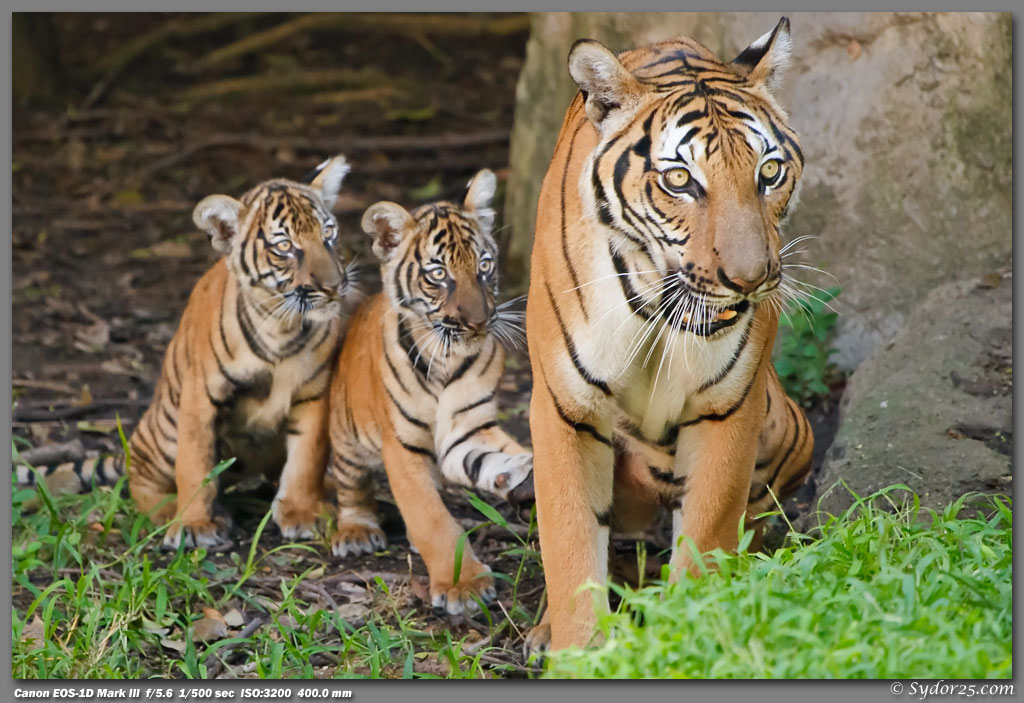 Fort Worth Cats 378 jpg
