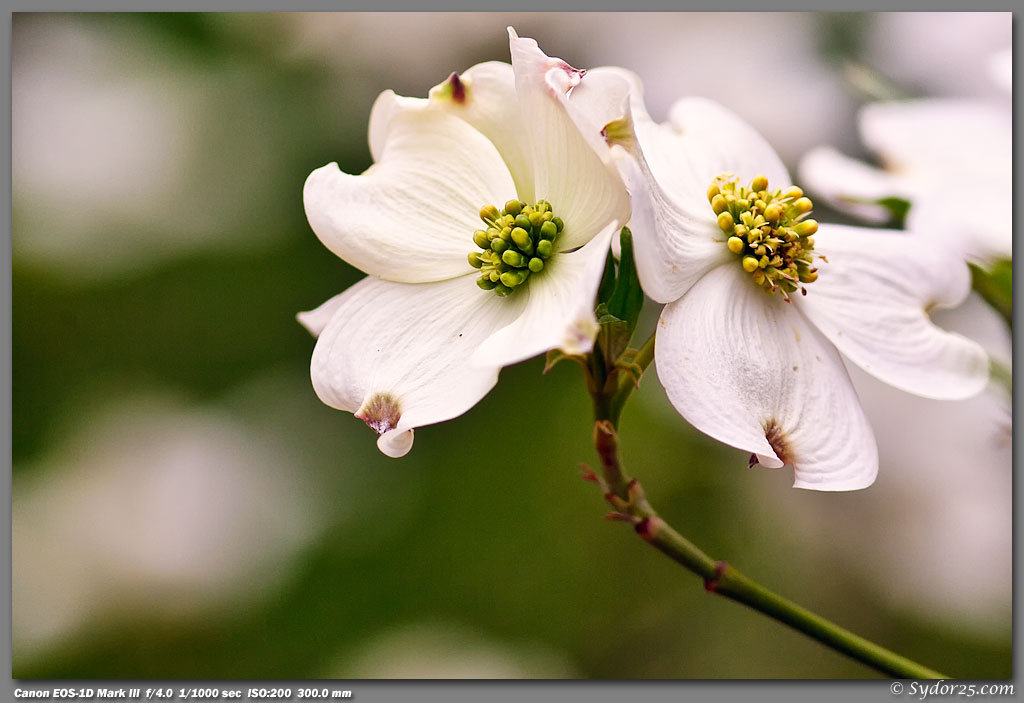 IMAGE: http://sydor25.com/Pictures/Fort_Worth_Flowers-202.jpg