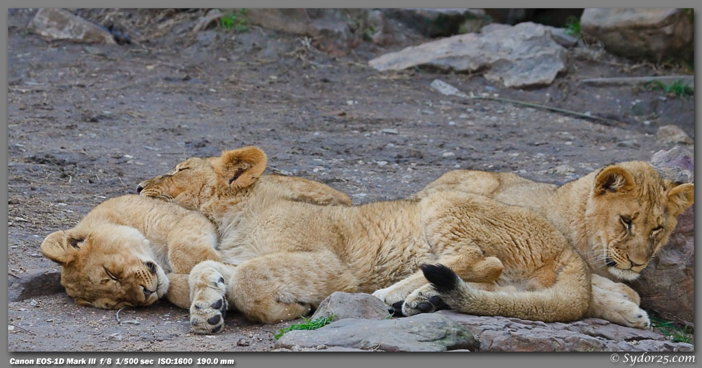 IMAGE: http://sydor25.com/Pictures/Fort_Worth_Lions-060_10x20.jpg