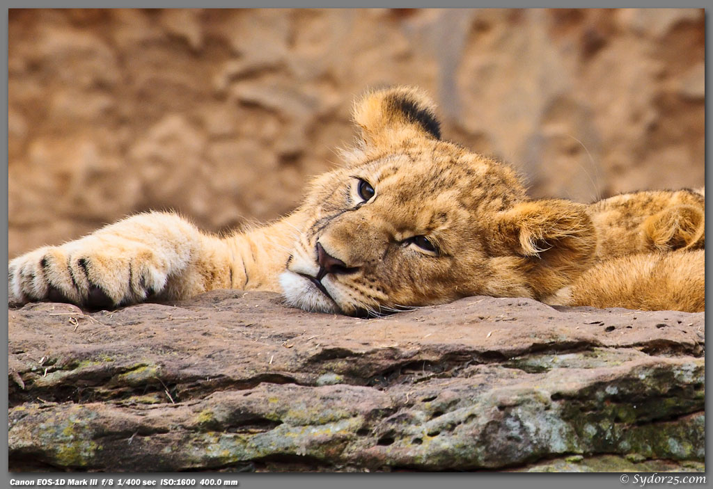 Fort Worth Zoo Lions Wildlife in forums