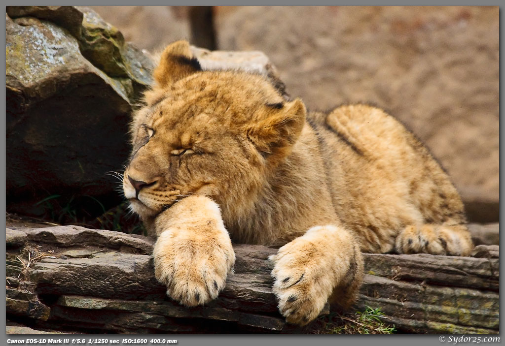 IMAGE: http://sydor25.com/Pictures/Fort_Worth_Lions-273.jpg