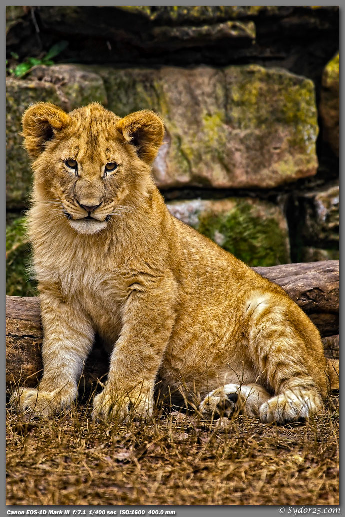 Fort Worth Zoo Lions Wildlife in forums
