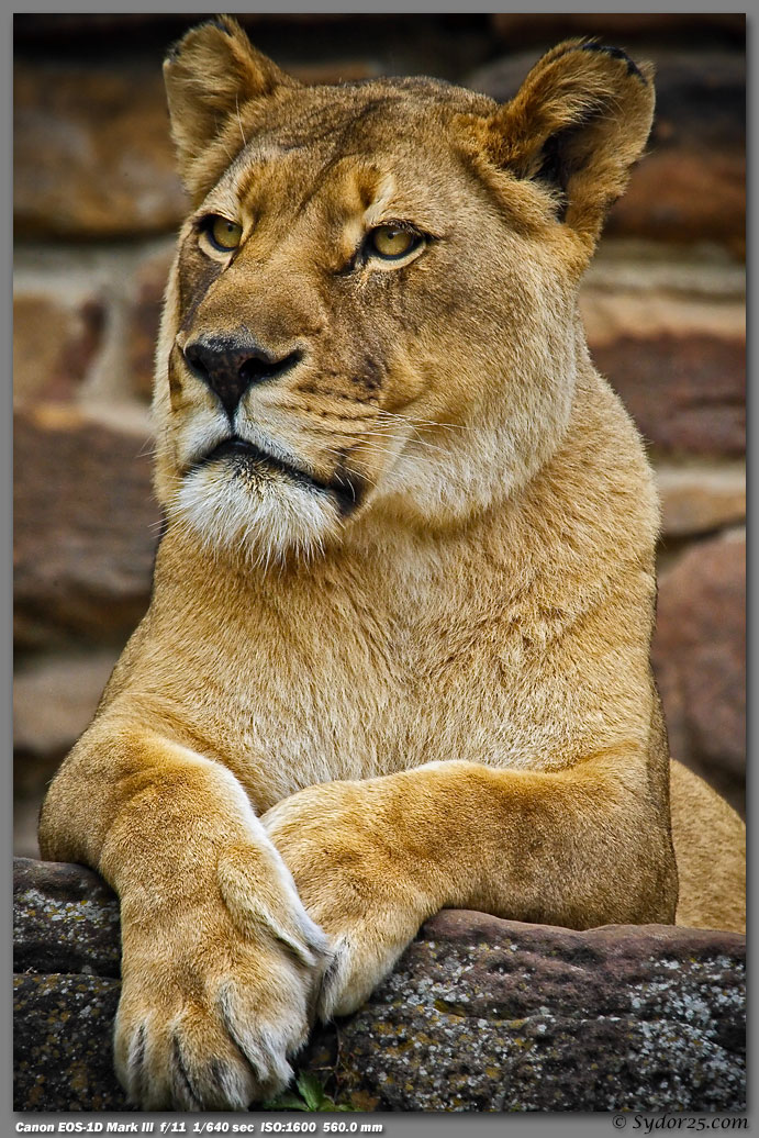 IMAGE: http://sydor25.com/Pictures/Fort_Worth_Lions-480.jpg